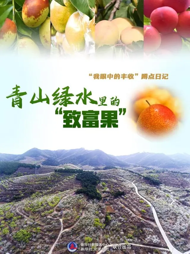 “我眼中的丰收”蹲点日记｜青山绿水里的“致富果”