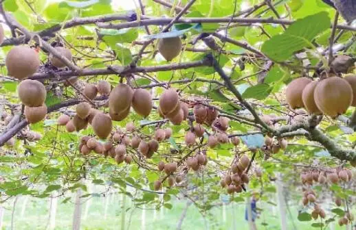 湖南猕猴桃栽培总面积已突破30万亩 做强产业要精准定位