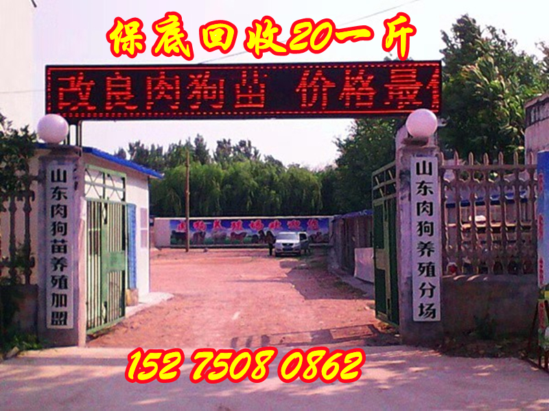 广东东莞土狗种苗地址多少钱一只