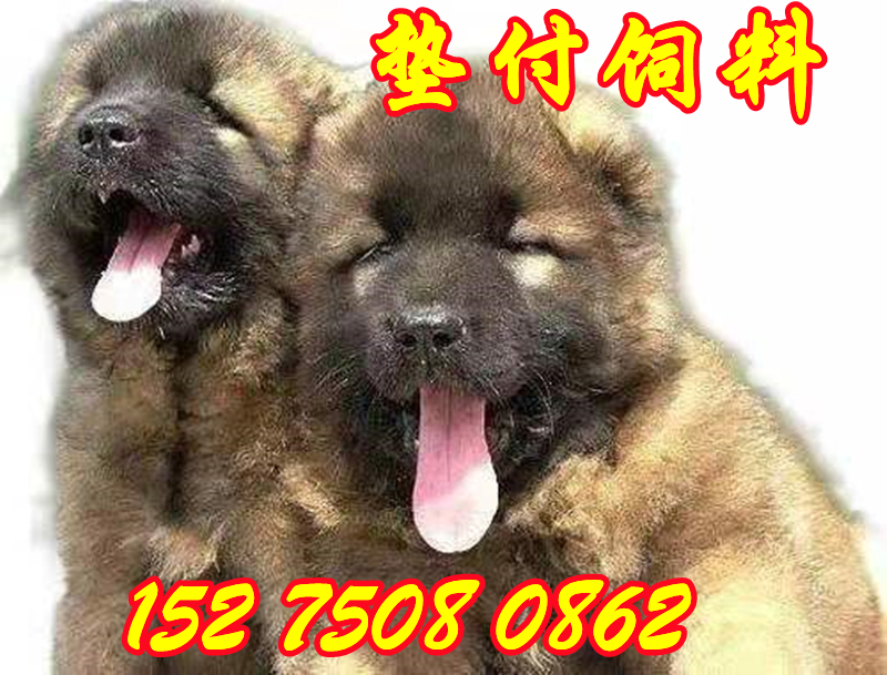 广东东莞土狗种苗地址多少钱一只