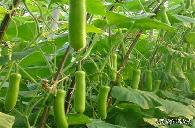 籽播防风种植技术_防风种子_防风种子处理方法