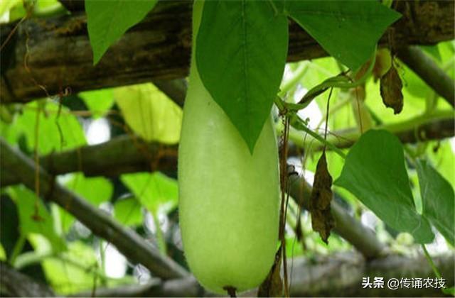 防风种子处理方法_防风种子_籽播防风种植技术