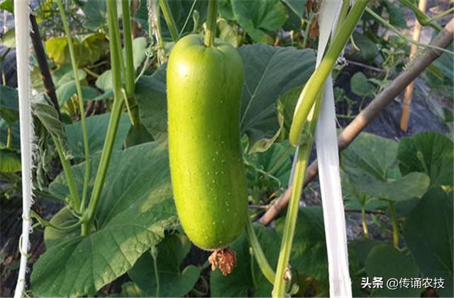 防风种子处理方法_籽播防风种植技术_防风种子