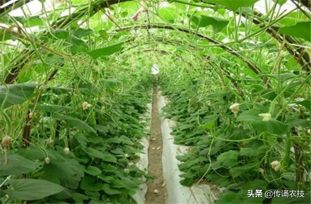 防风种子_籽播防风种植技术_防风种子处理方法