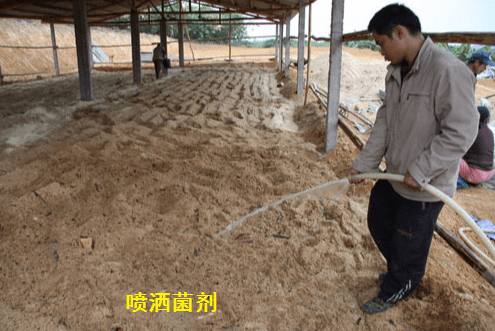 养鸡粪一般怎么处理_致富经养鸡.鸡粪不臭_养鸡的鸡粪有毒吗