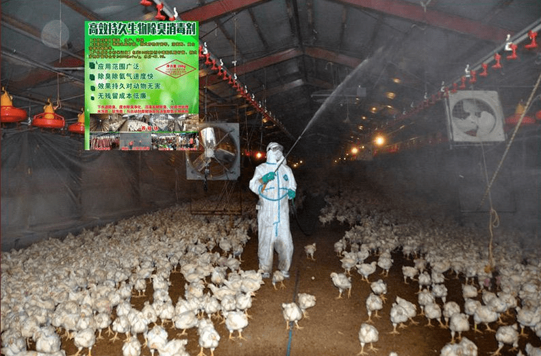 养鸡粪一般怎么处理_养鸡的鸡粪有毒吗_致富经养鸡.鸡粪不臭