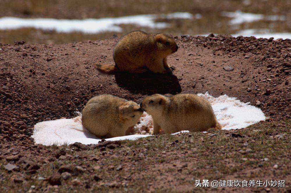 养殖土拨鼠致富_养土拨鼠赚钱吗_致富养殖土拨鼠图片