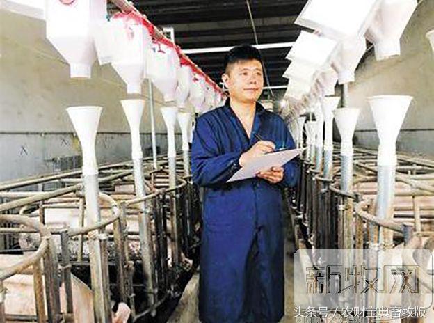 想致富养猪_养猪致富是什么意思_致富经养种猪