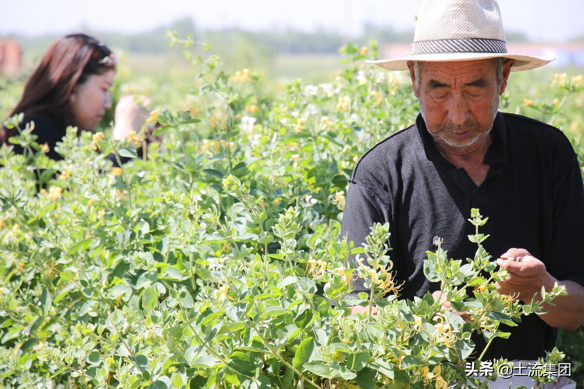 种植什么东西最赚钱农村，目前农村种植什么最好赚钱？