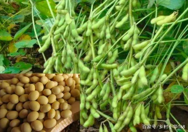 黄豆栽培技术，种植方法简单、独特、质量好、产量高