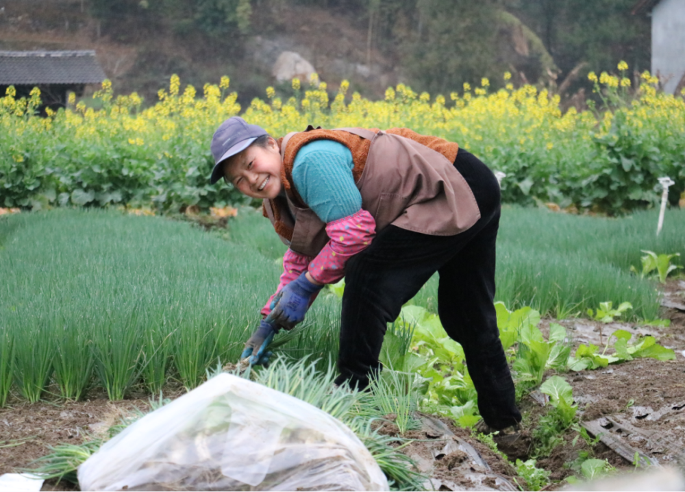春节小葱几月撒种_春天小葱的种植_春节小葱种植致富