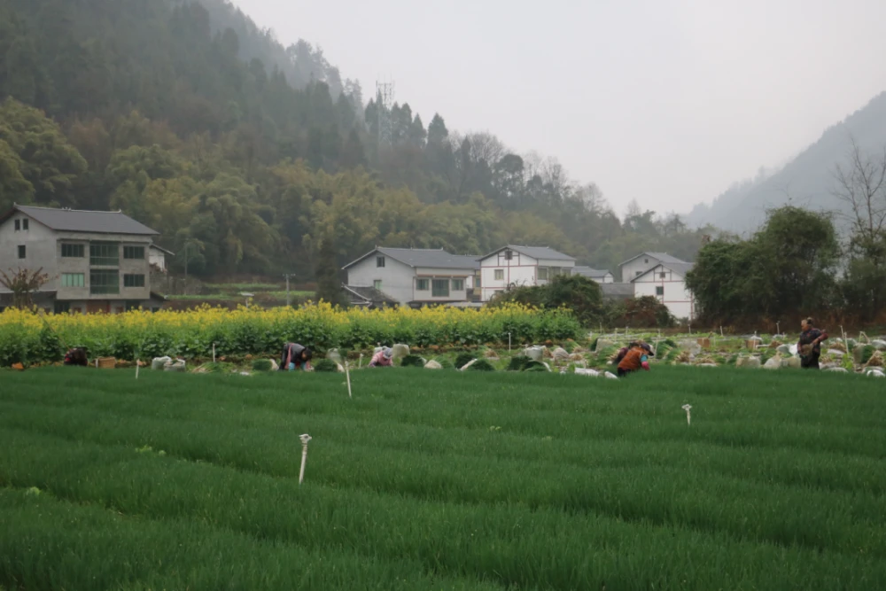 春天小葱的种植_春节小葱几月撒种_春节小葱种植致富