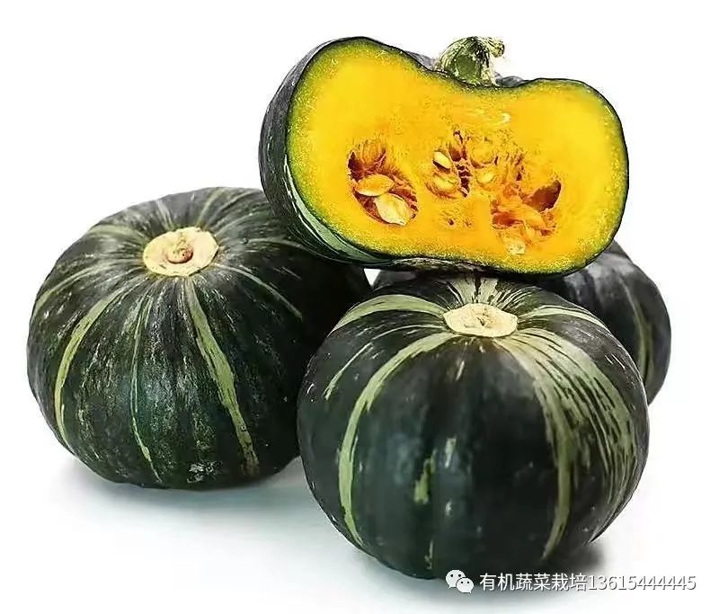 南瓜贝贝7月份种的技术和管理_南瓜贝贝种植技术小结_贝贝小南瓜种植技术