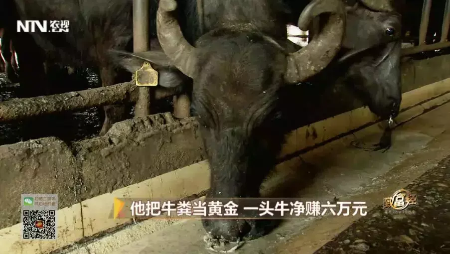 牛粪养猪技术成熟吗_牛粪养猪技术视频_牛粪养殖致富案例