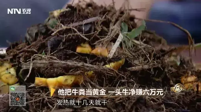 牛粪养殖致富案例_牛粪养猪技术视频_牛粪养猪技术成熟吗