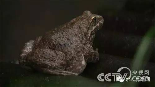 致富经 浙江 棘胸蛙_棘胸蛙养殖场地建设示意图_致富经养蛙视频全集