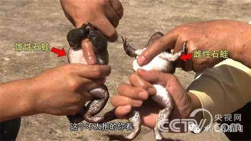 致富经养蛙视频全集_致富经 浙江 棘胸蛙_棘胸蛙养殖场地建设示意图