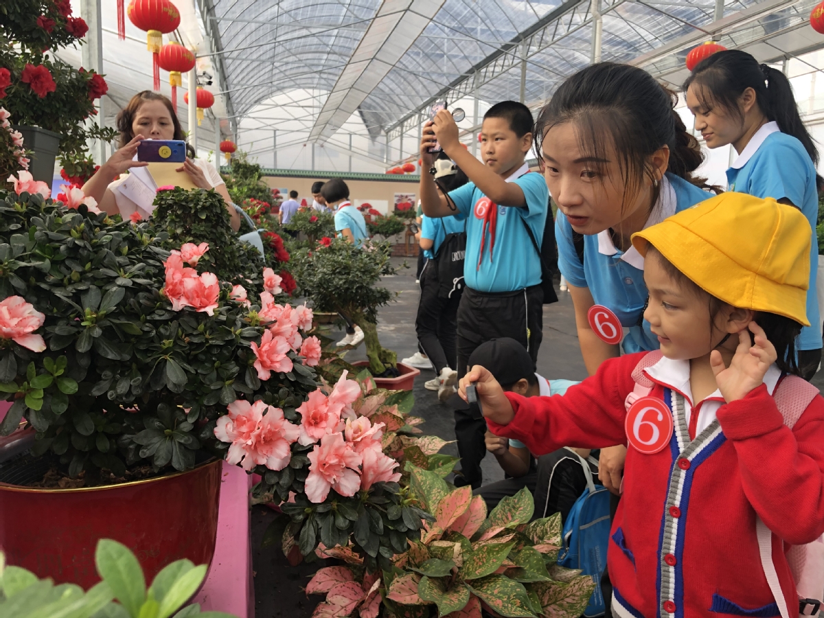 种植金罗汉致富_我想看如何种植罗汉_罗汉种植技术