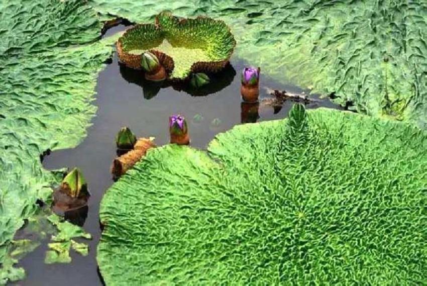 籽播防风亩产量_籽播防风生长周期_籽播防风种植技术