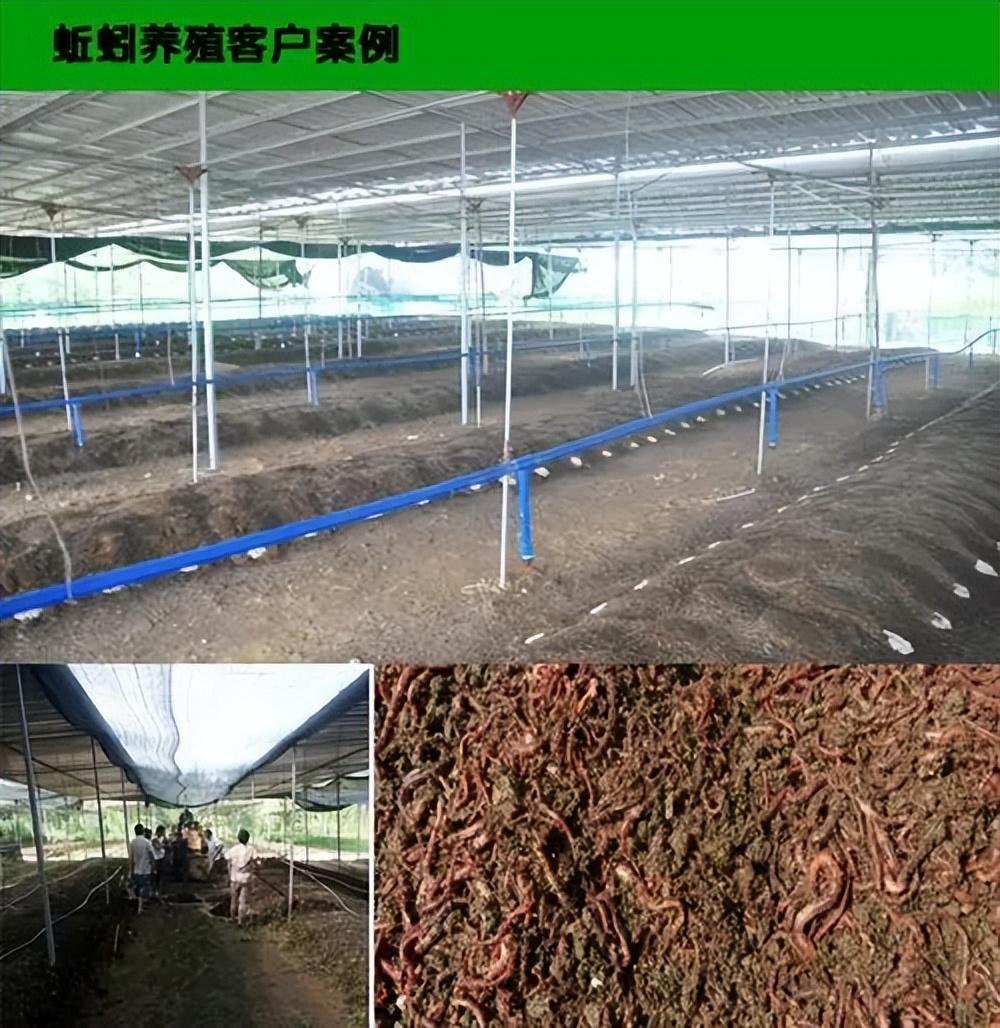牛粪养殖致富案例_牛粪养猪技术成熟吗_养牛场牛粪价格