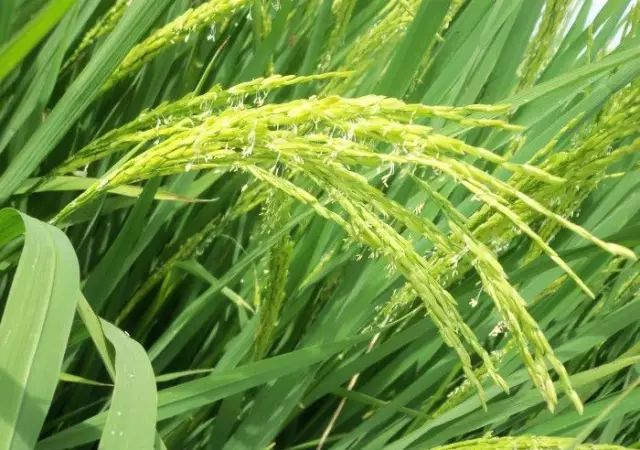 种植技术要点_种植的技术_种植方面的技术