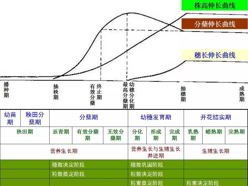 种植的技术_种植技术要点_种植方面的技术