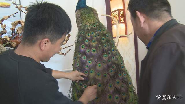 并非央媒模式“一创业就成功且赚千万”，帅哥养殖孔雀，小有成就