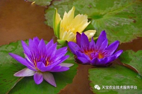 种花致富选什么品种_食用花卉种植致富_种花致富经