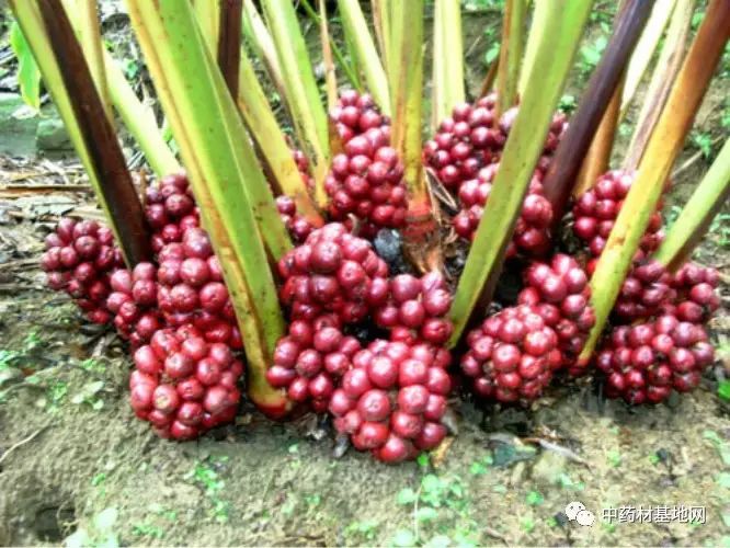 草果高产种植技术_高产种植草果技术要求_草果高产技术大全