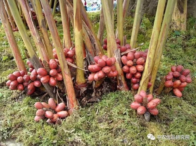 【草果】除了煮肉，还有什么价值？