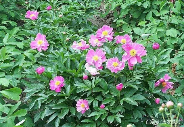 赤芍种植视频大全_赤芍的种植技术视频播放_赤芍播种机