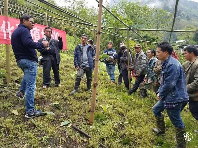 高产种植草果技术要点_草果高产种植技术_草果高产栽培技术