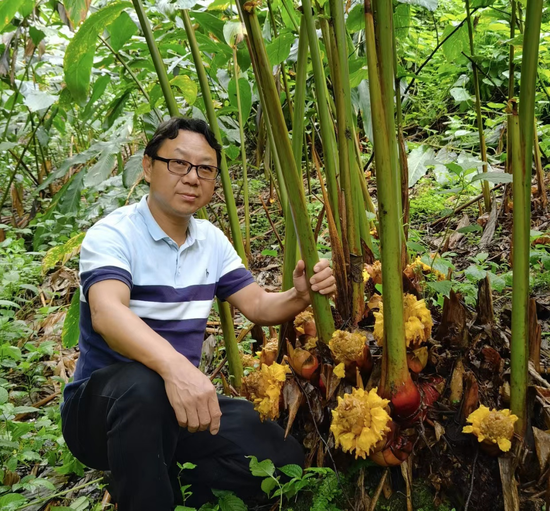 草果高产种植技术_高产种植草果技术要点_草果高产技术大全
