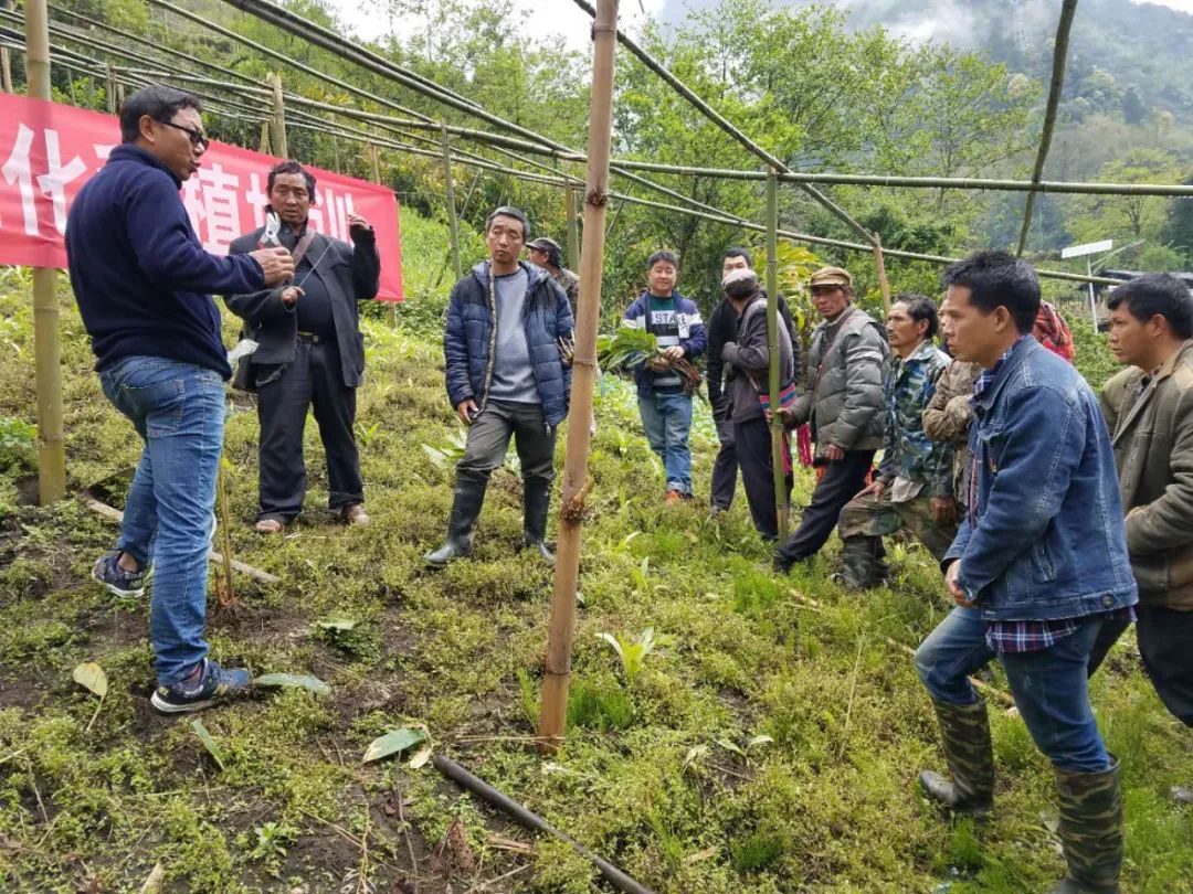 草果高产技术大全_高产种植草果技术要点_草果高产种植技术