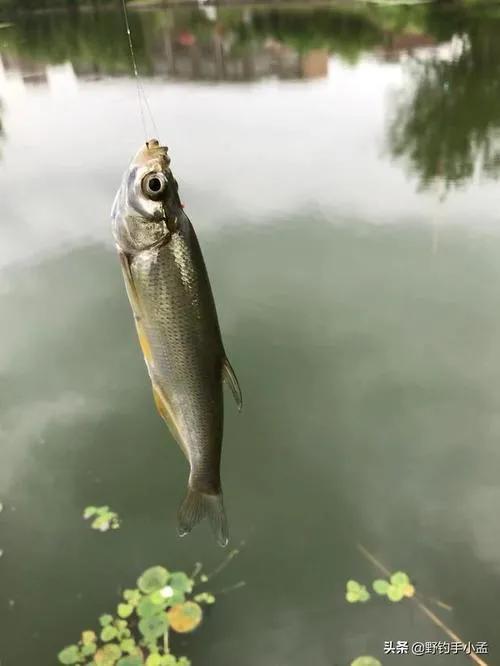 养翘嘴赚钱吗_致富经养翘嘴鱼致富视频_致富视频养鱼翘嘴视频大全