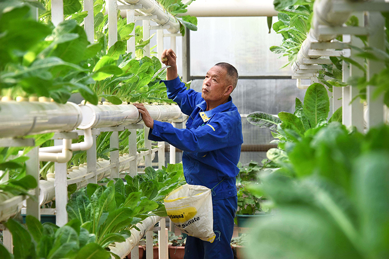 种植山东尖椒技术视频_山东尖椒产地在哪里_山东尖椒种植技术