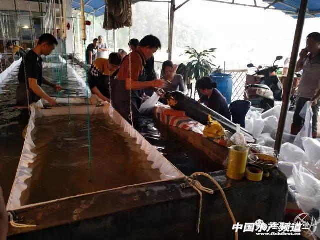 加州鲈水花的养殖技术_加州鲈鱼水花的饲养管理_加州养殖水花鲈技术要求高吗