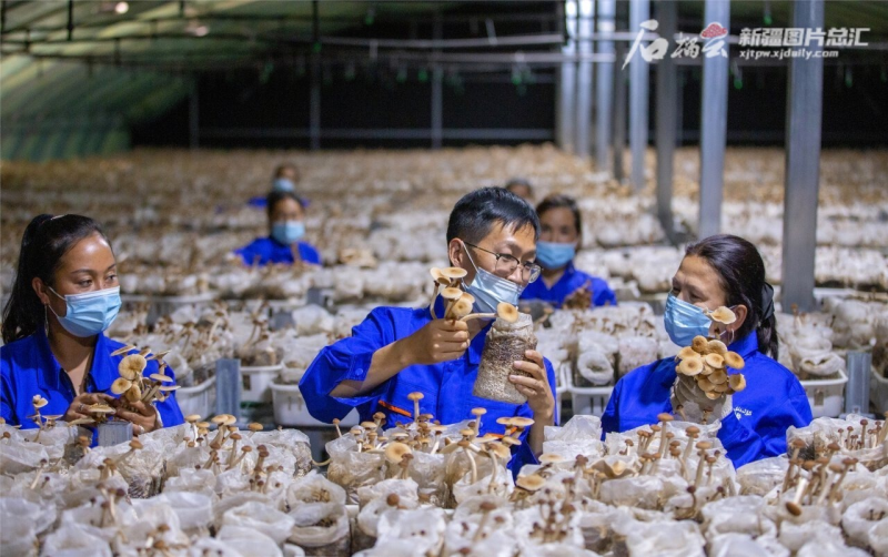 南疆新貌｜南疆食用菌产业正“蘑”力释放