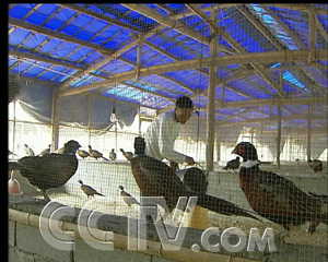 致富经养殖鸽子_致富经养鸽子创业视频_养鸽致富视频
