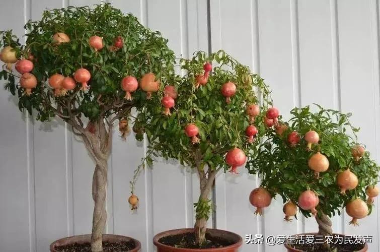 致富药材种植项目介绍_种植药材 致富项目_中药材种植致富经