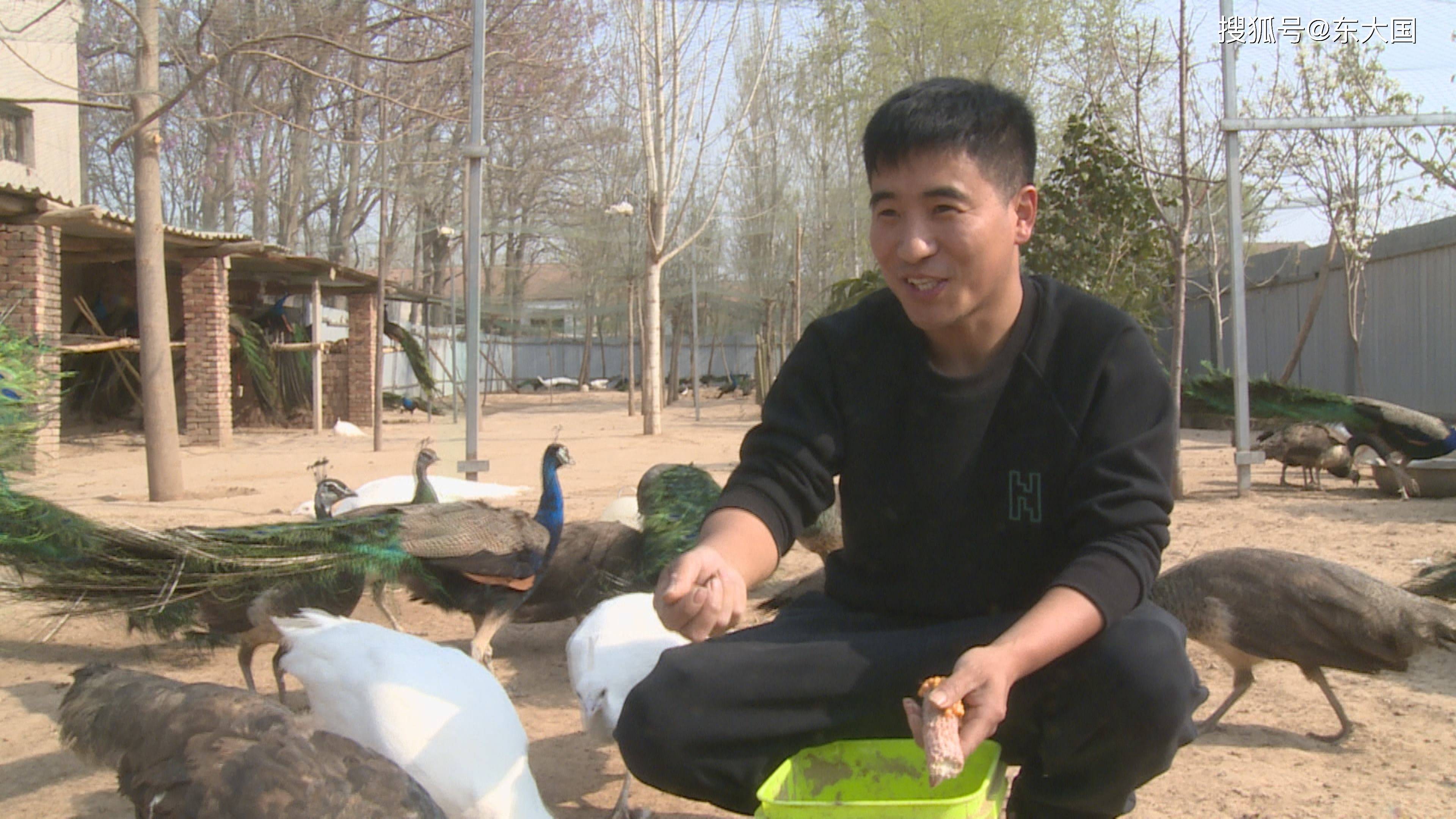 孔雀养殖赚钱吗_孔雀养殖视频致富经_18岁小伙养殖孔雀致富经