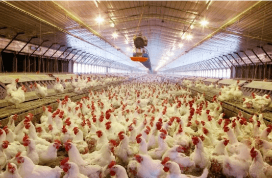 养殖肉鸡技术宝典_养殖肉鸡技术视频_肉鸡养殖全程技术