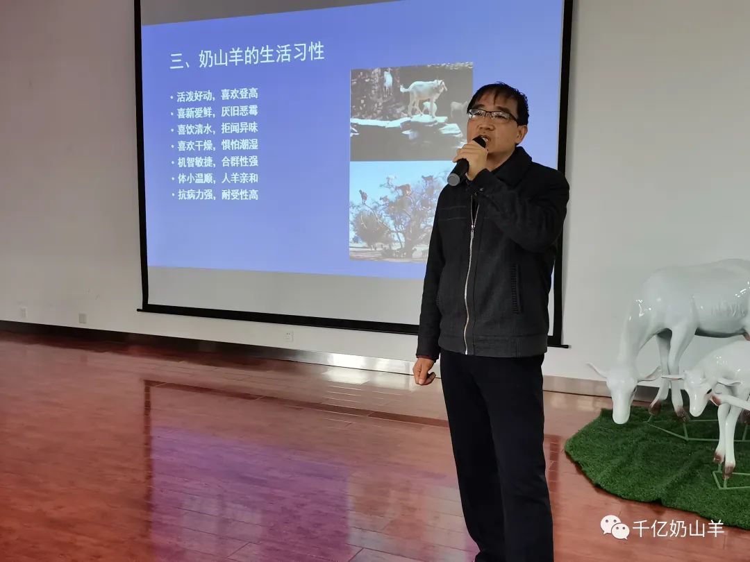 奶羊的养殖技术_养殖奶羊的风险和利润_奶羊养殖视频农广天地