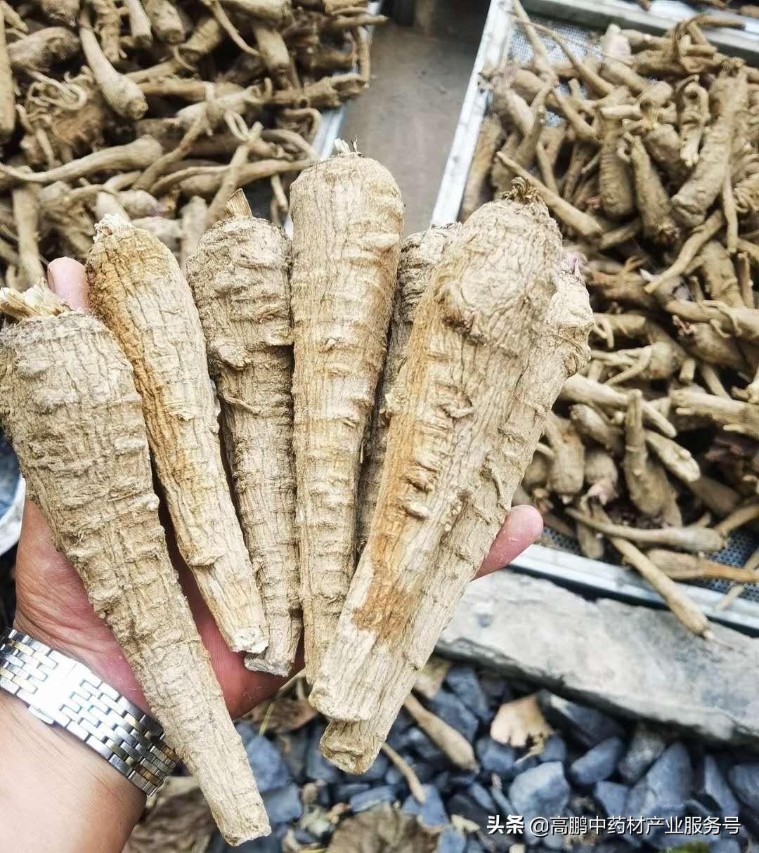 致富药材种植项目介绍_致富药材种植项目有哪些_种植药材 致富项目