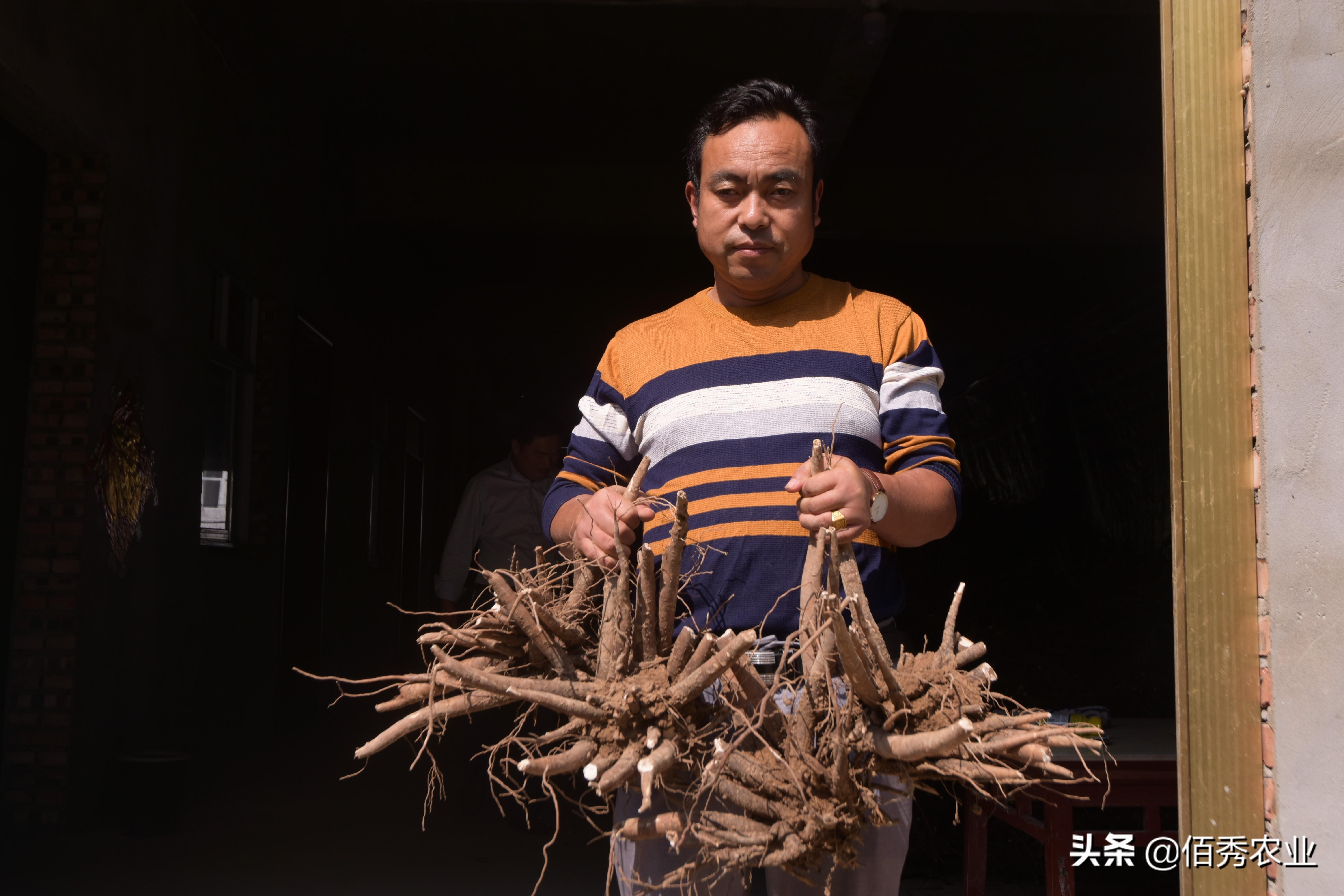 致富药材种植项目有哪些_致富药材种植项目简介_种植药材 致富项目