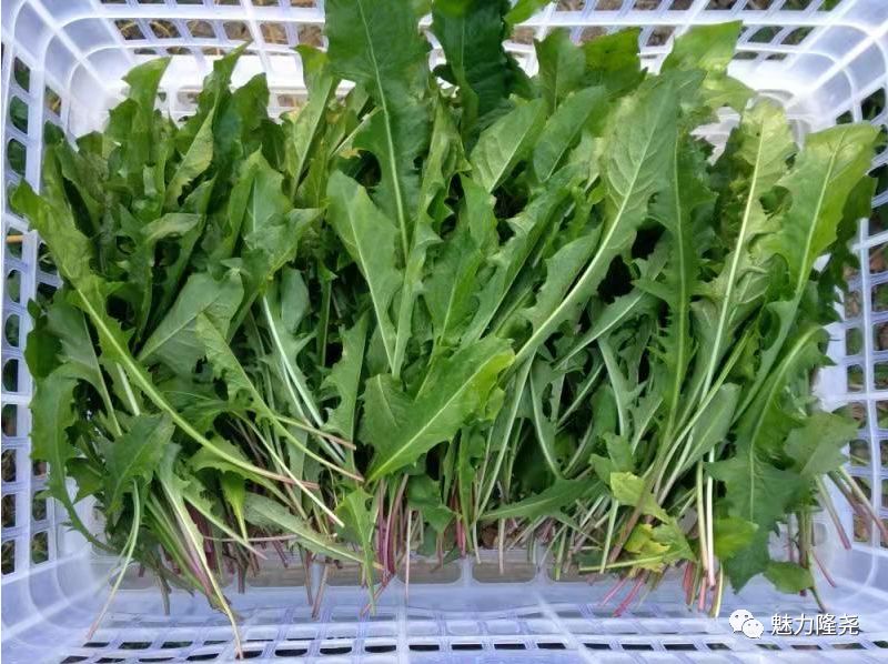 种植蒲公英前景怎么样_种植蒲公英赚钱吗_蒲公英种植致富
