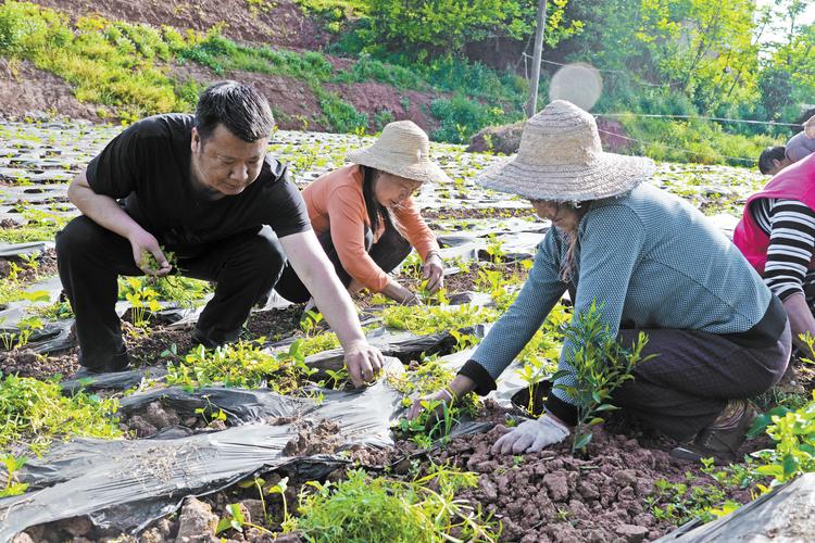 农村种植药材致富项目_种植药材 致富项目_中药材种植致富经