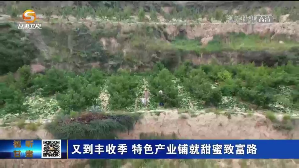 【微视频】甘肃：又到丰收季 特色产业铺就甜蜜致富路