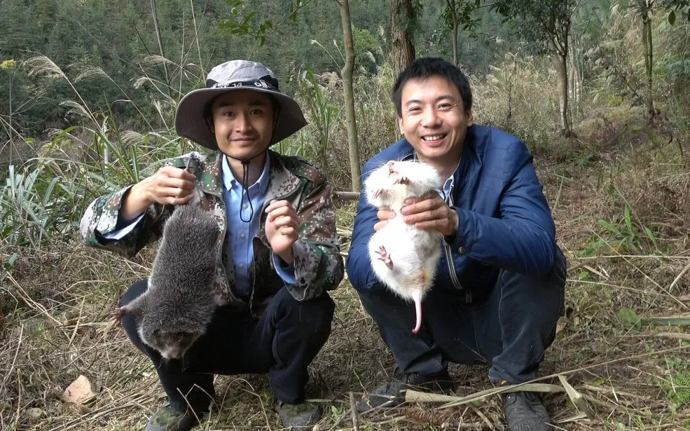 竹鼠养殖技术梁秋波_广西竹鼠梁秋波_桂林竹鼠梁秋波
