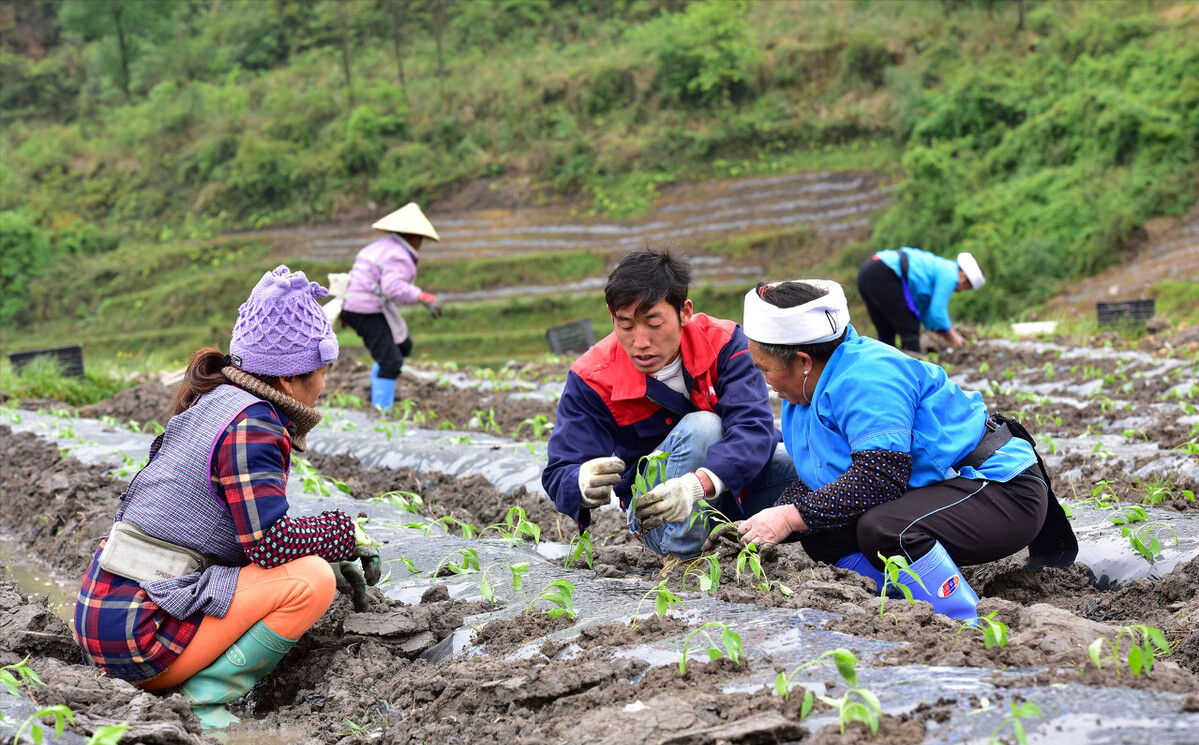 农村特殊种植致富_农村致富新项目种植业_农村致富种植项目